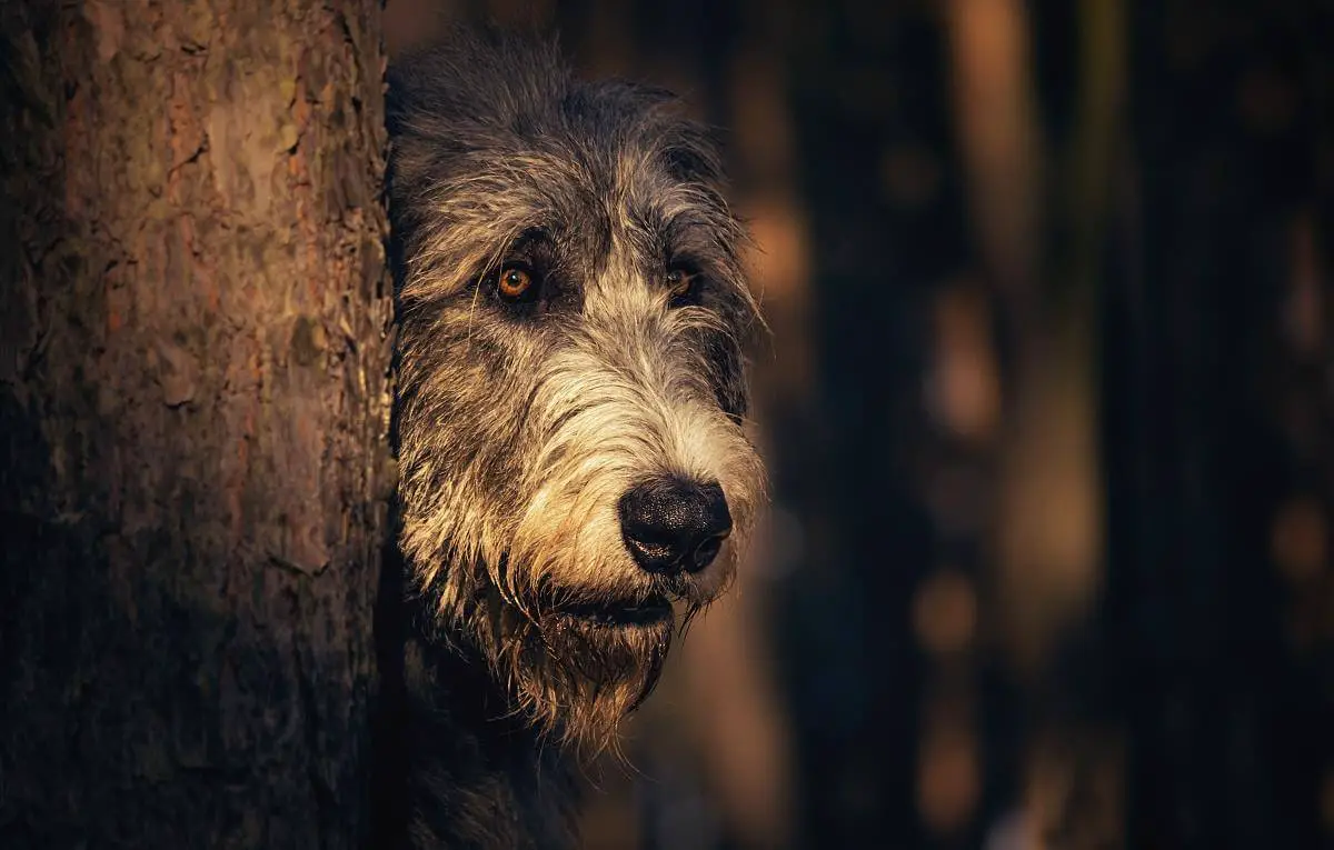 irish wolfhound in woods