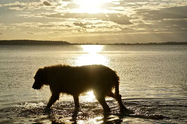 irish wolfhound on beach