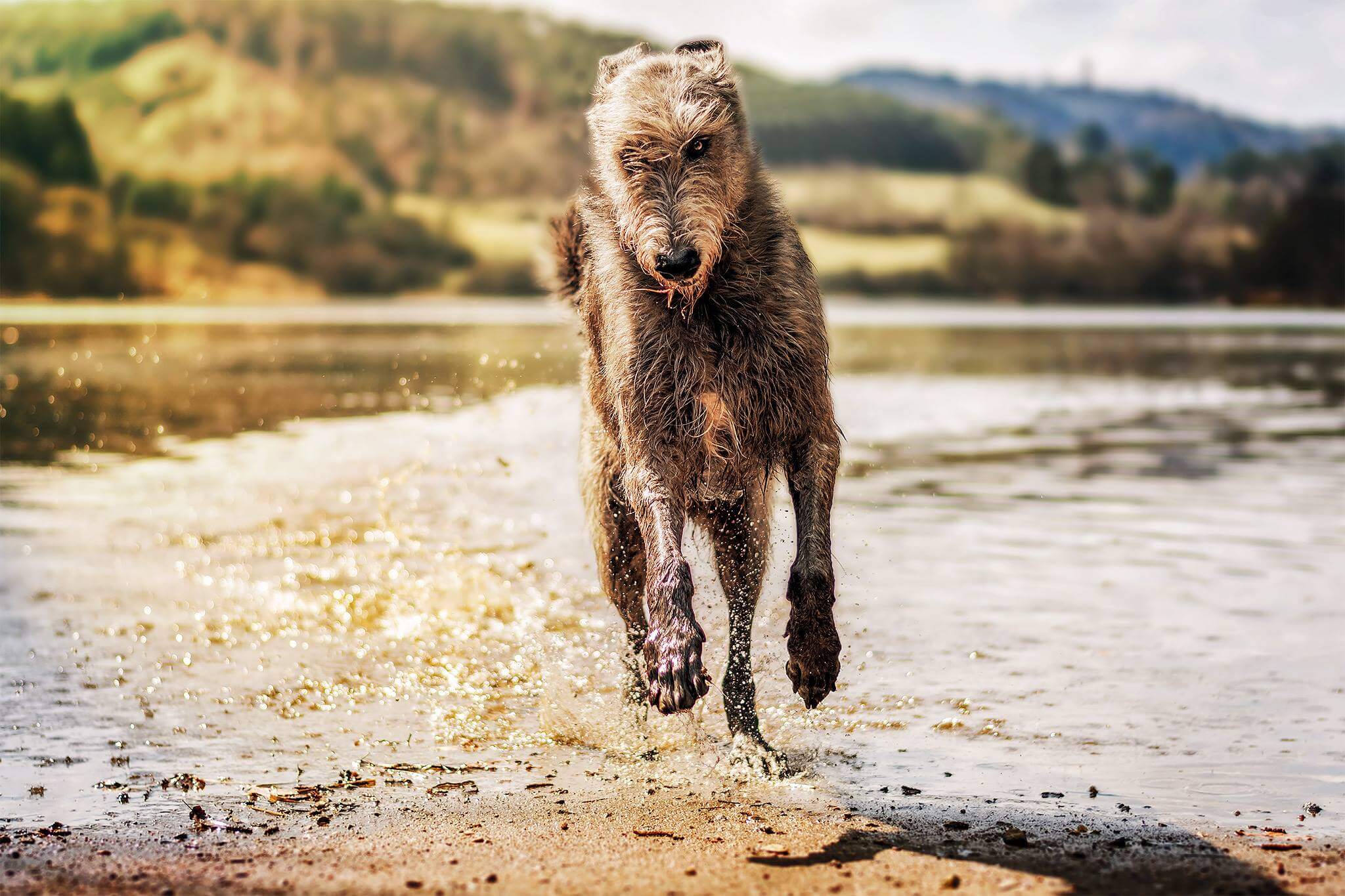 [Image: irish_wolfhound_running_Il1iFFyW4U.jpg]