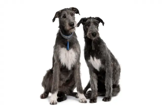 Irish Wolfhounds