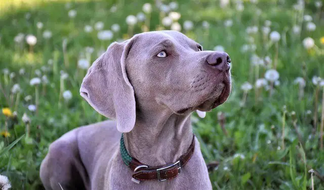 isabella weimaraner dog laying