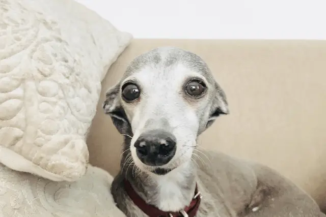 Italian Greyhound