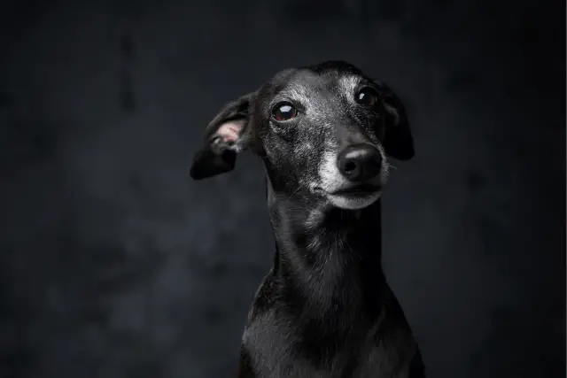 Italian Greyhound