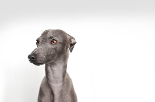 italian greyhound