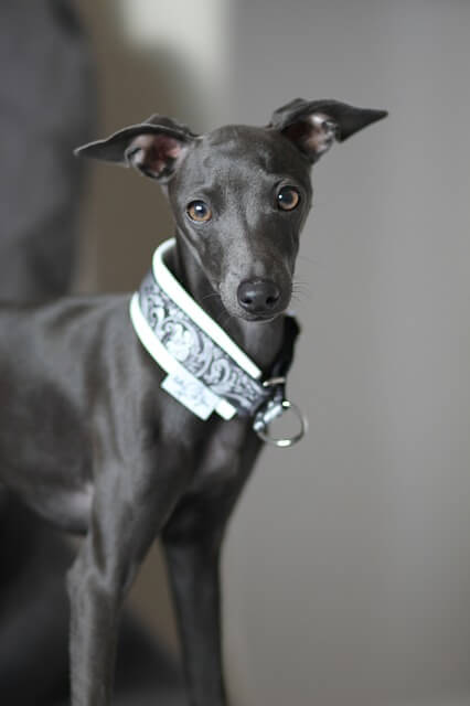 italian greyhound