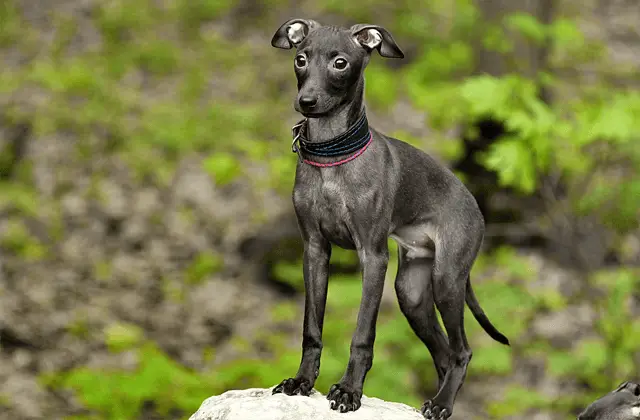 italian greyhound standing