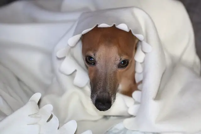italian greyhound tucked in