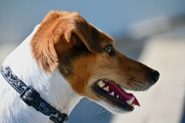 jack russell