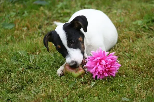 jack russell eats pear