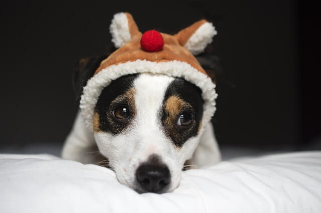 jack-russell in bed