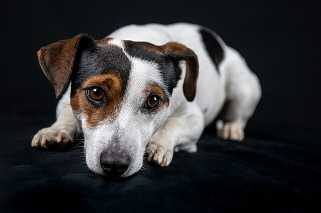 jack russell on black