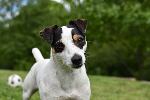 jack russell portrait