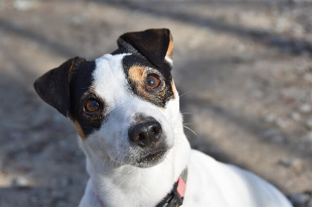 jack russell profile