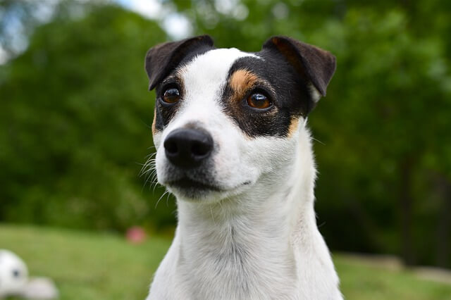 jack russell profile