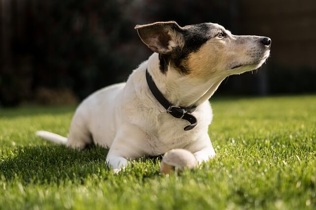 jack russell senior