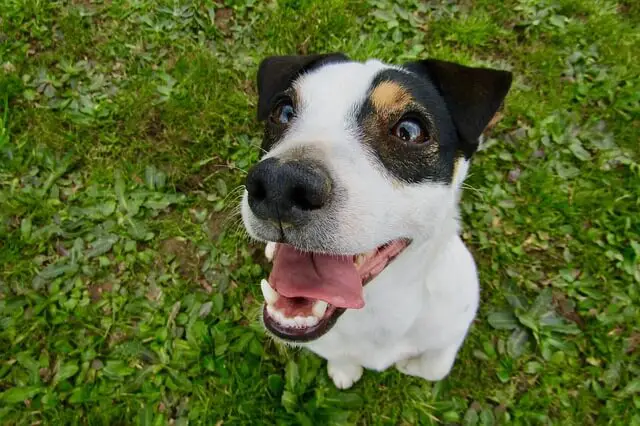 jack russell smile