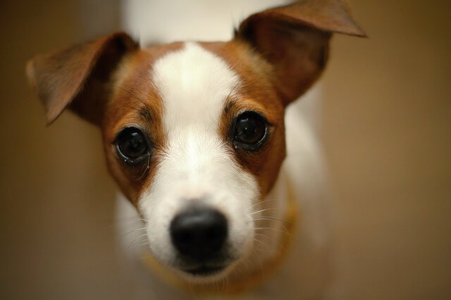 Jack Russell terijer