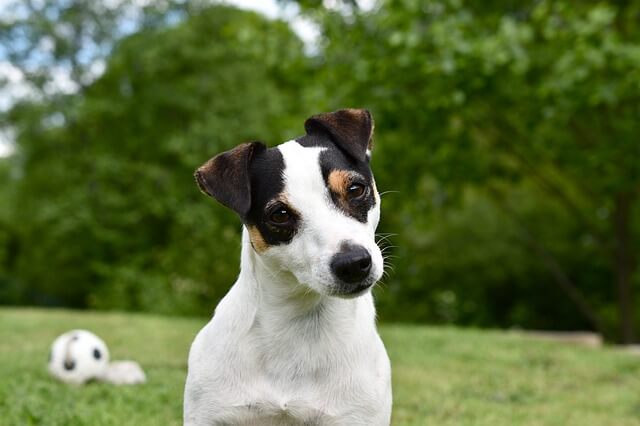 jack russell terrier