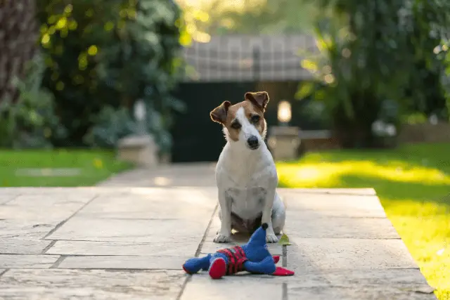 Jack Russell Terrier