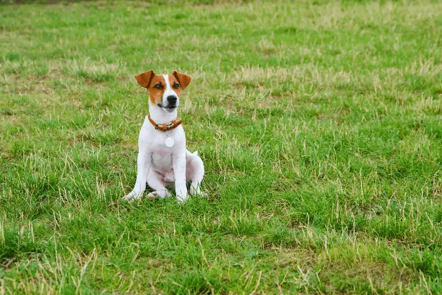 Jack Russell Terrier