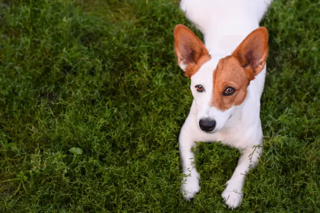 Jack Russell Terrier