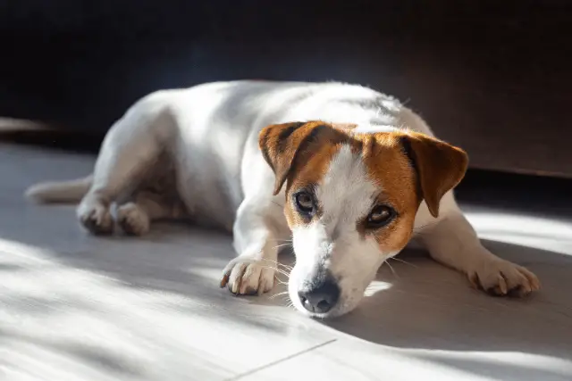 Jack Russell Terrier