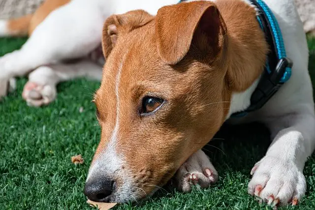 jack-russell-terrier laying