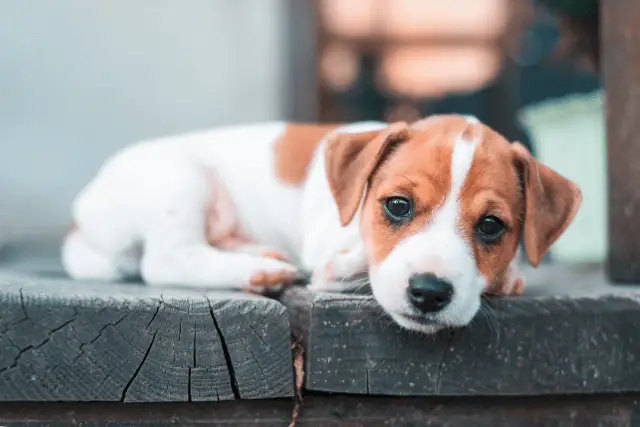 Jack Russell Terrier puppy