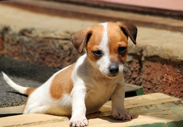 jack russell terrier chiot