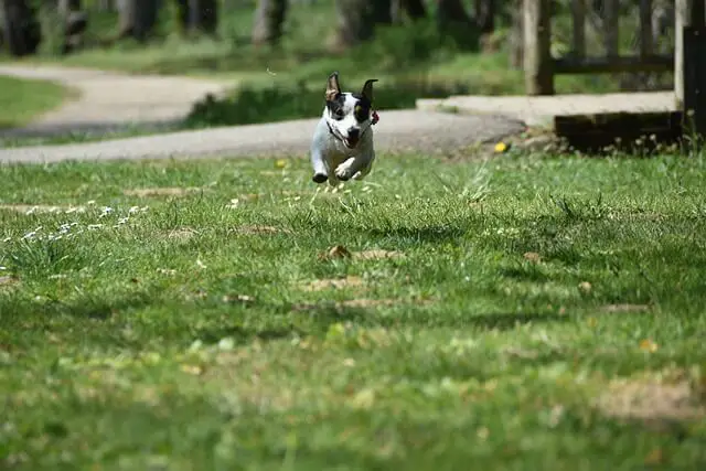 Jack Russell Terrier