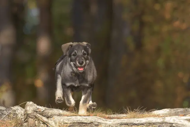 Jamthund running