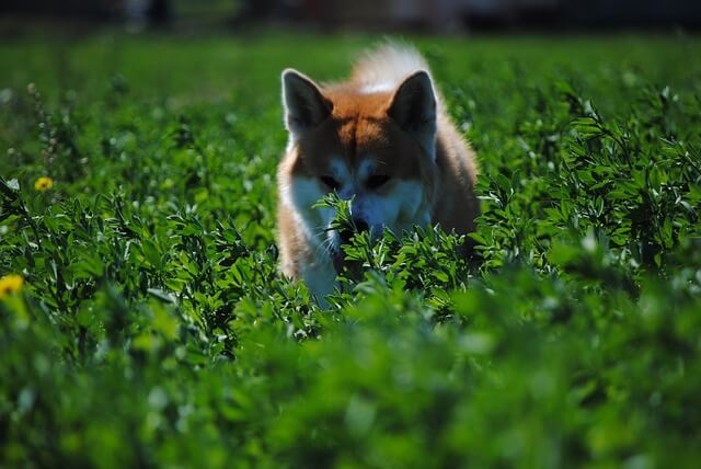 Japanese akita