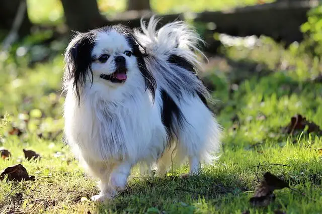 Spaniel Japonés