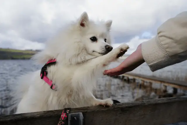 Japanese Spitz