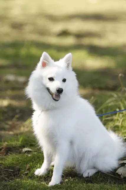 Japanese Spitz