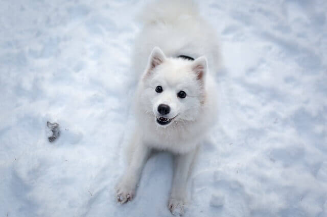 japanese spitz on snow