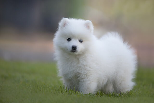 japanese spitz puppy