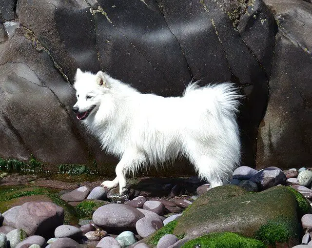 japanese spitz standing