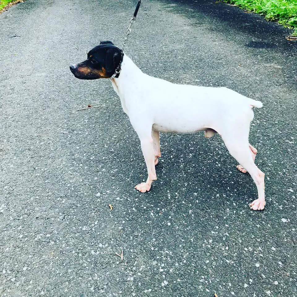 japanese terrier in stance