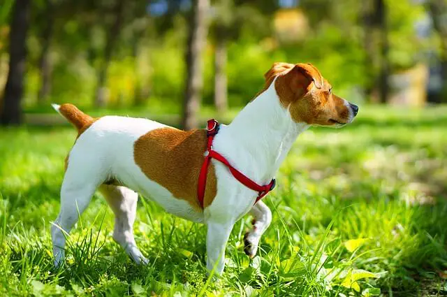 JRT chien