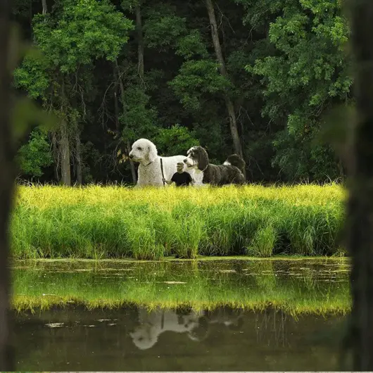 juji the giant and river