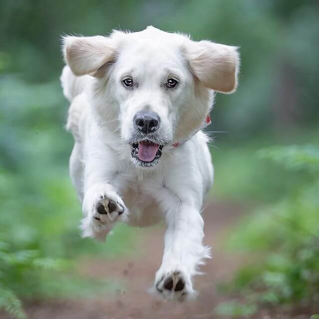 jumping golden