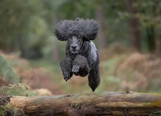 jumping poodle