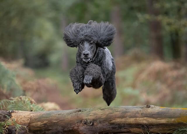 jumping poodle