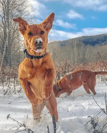 jumping red labrador