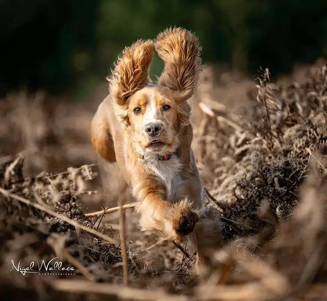 jumping spaniel