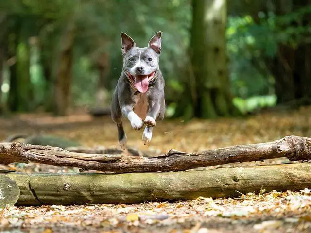 jumping staffie