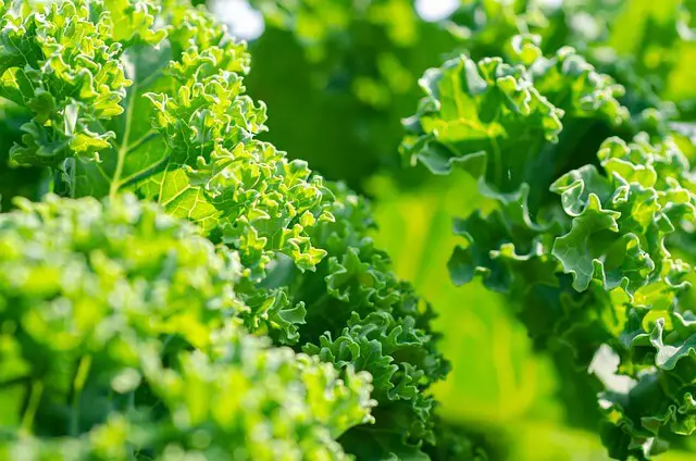 kale in garden