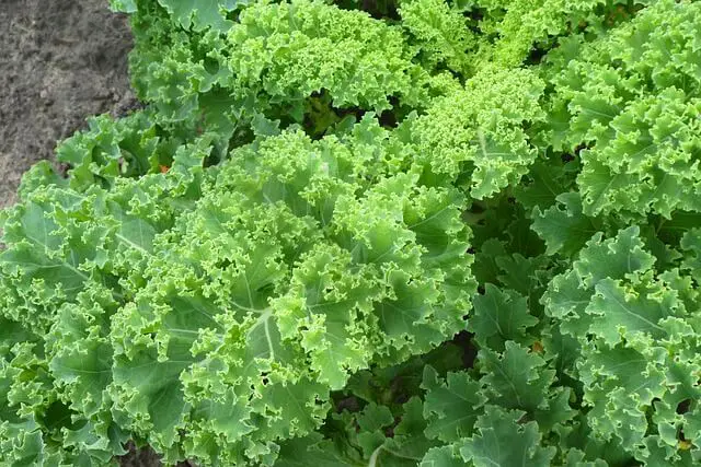 kale in home garden