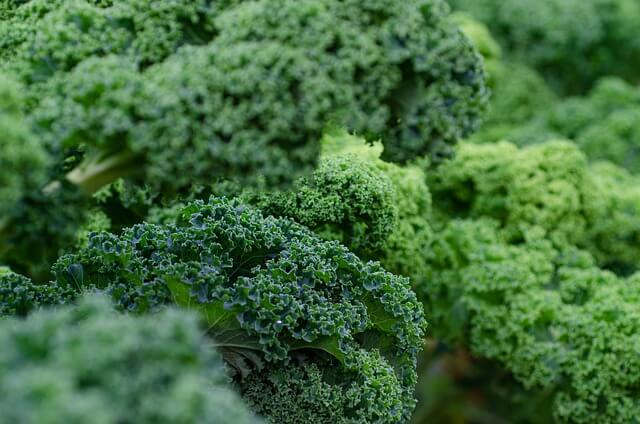 kale zoomed